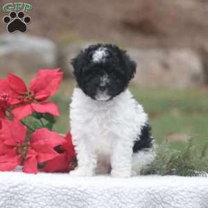 Dixie, Maltipoo Puppy